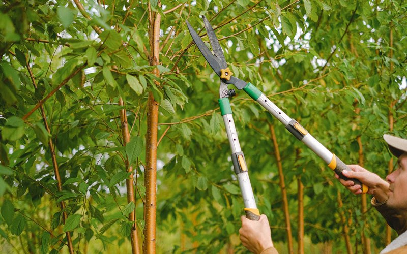 Tree trimming in Nunda, NY
